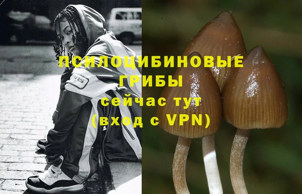 ГАЛЛЮЦИНОГЕННЫЕ ГРИБЫ Белокуриха